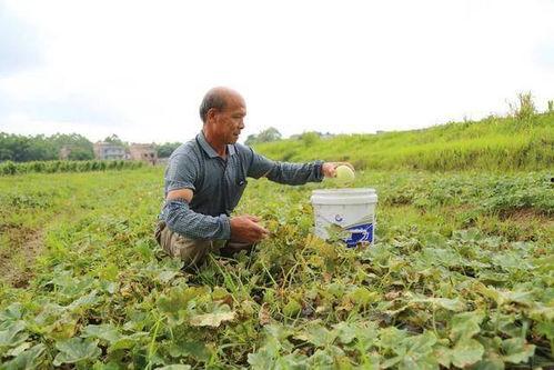 万福吃瓜,揭秘娱乐圈的甜蜜与苦涩