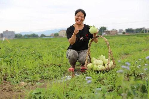 万福吃瓜,揭秘娱乐圈的甜蜜与苦涩