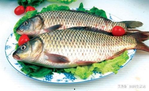 鲤鱼吃白瓜吗,探究鱼儿饮食之谜