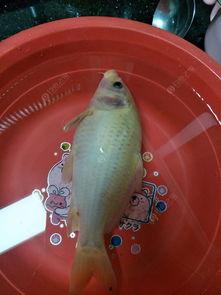 鲤鱼吃白瓜吗,探究鱼儿饮食之谜