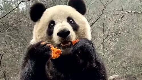 带你吃瓜熊猫,带你领略“吃瓜熊猫”的独特魅力