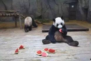 带你吃瓜熊猫,带你领略“吃瓜熊猫”的独特魅力