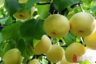 支气管炎可以吃哈密瓜,哈密瓜助力缓解不适