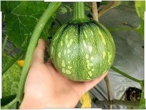 小弥勒吃瓜,一场甜蜜的消暑之旅