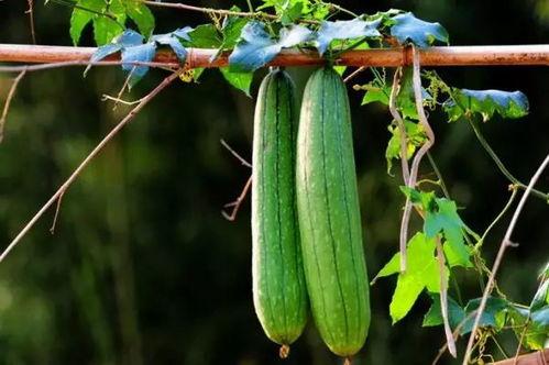 多云的天气吃瓜,瓜果飘香，尽享夏日清凉时光