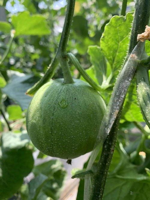 吃瓜啃干净,啃瓜啃干净背后的故事