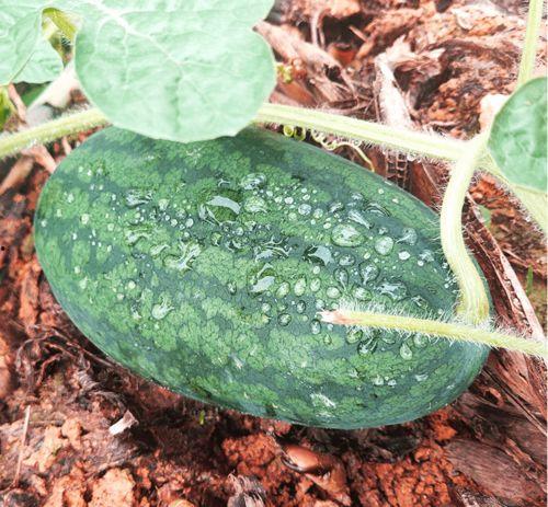 莆田吃的藤瓜是什么瓜种,藤瓜的独特魅力与种植奥秘