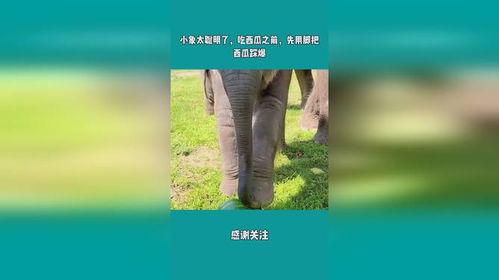 聪明的小象吃瓜,智慧小象的夏日瓜果盛宴