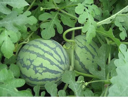 吃瓜王凡凡,娱乐圈风云再起