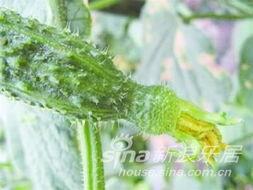 黄花吃瓜小组,揭秘网络热点的幕后故事