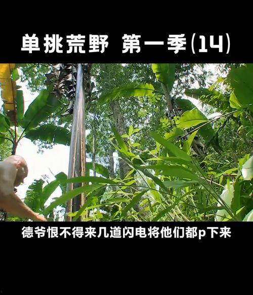 德爷吃树瓜,挑战丛林美食，揭秘树瓜的神奇魅力