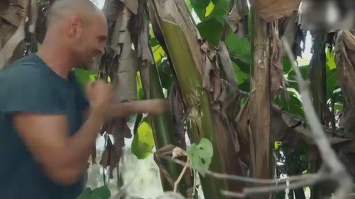德爷吃树瓜,挑战丛林美食，揭秘树瓜的神奇魅力