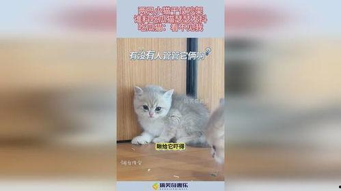 小猫吃瓜吵架视频,小猫吃瓜视频引发网友热议
