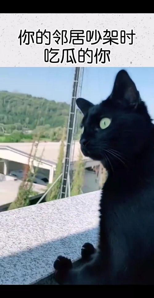 小猫吃瓜吵架视频,小猫吃瓜视频引发网友热议