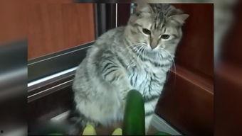 小猫吃瓜吵架视频,小猫吃瓜视频引发网友热议