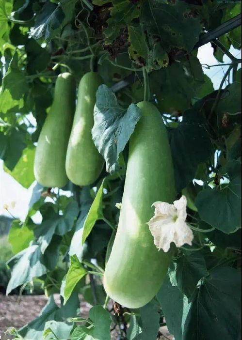 蒲瓜能干吃吗,探索干吃蒲瓜的独特风味