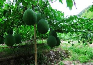 孕妇可以吃吊瓜嘛,孕妇适宜食用吊瓜吗？