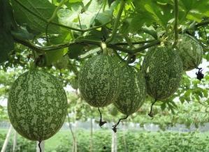 孕妇可以吃吊瓜嘛,孕妇适宜食用吊瓜吗？