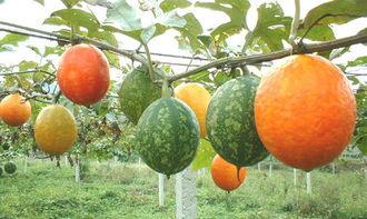 孕妇可以吃吊瓜嘛,孕妇适宜食用吊瓜吗？