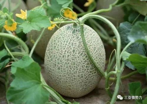 吃棉瓜对人有何坏处