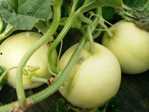 咳嗽吃瓜可以么,民间偏方的新探索