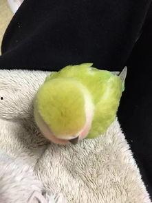 鹦鹉吃瓜怎么养,揭秘鹦鹉日常饮食与养护之道