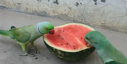 鹦鹉吃瓜怎么养,揭秘鹦鹉日常饮食与养护之道