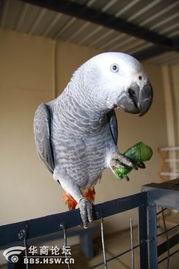 鹦鹉吃瓜怎么养,揭秘鹦鹉日常饮食与养护之道