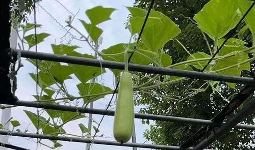 有人吃瓜有人吃羽毛