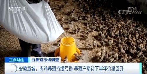 有人吃瓜有人吃羽毛