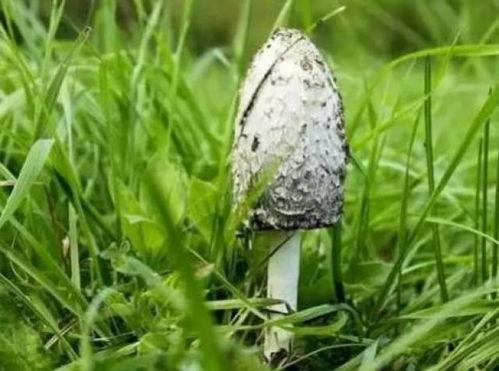 有人吃瓜有人吃羽毛