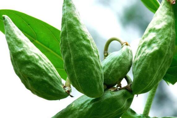 甜牛角瓜怎么吃