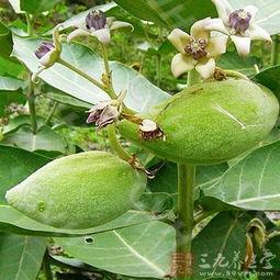 甜牛角瓜怎么吃