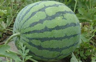 qa吃瓜群,网络社交新现象背后的故事