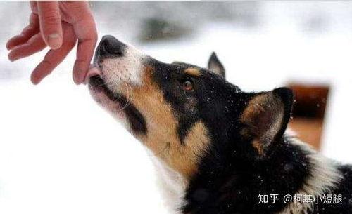 军训吃瓜舔狗,揭秘军营里的趣味瞬间