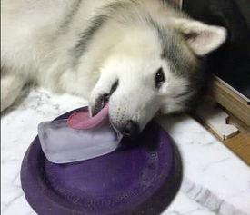 军训吃瓜舔狗,揭秘军营里的趣味瞬间