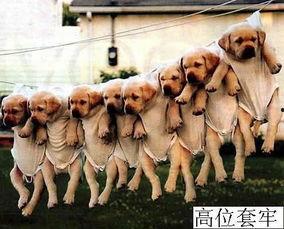 军训吃瓜舔狗,揭秘军营里的趣味瞬间