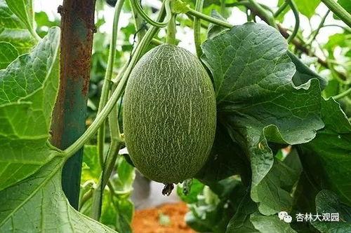 夏季瓜王怎么吃