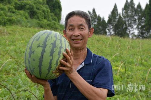 东兴吃瓜,揭秘当地特色美食背后的故事