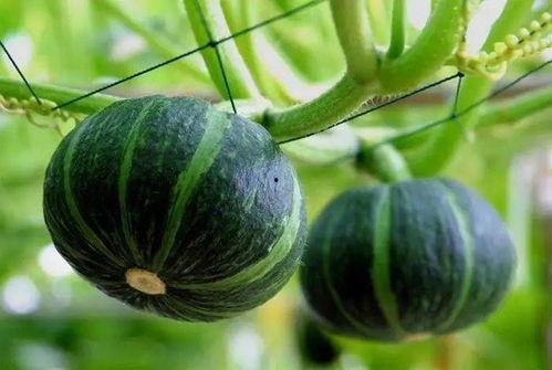 岑中吃瓜,揭秘娱乐圈背后的那些事儿