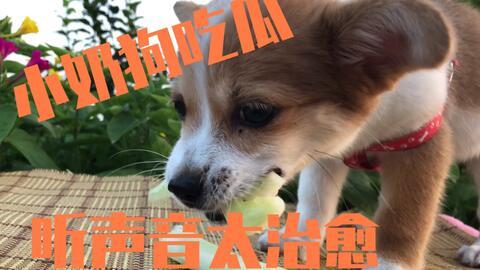 抖音吃瓜狗子完整版,揭秘“吃瓜狗子”完整版背后的故事与笑料