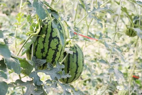 陕西大网红吃瓜