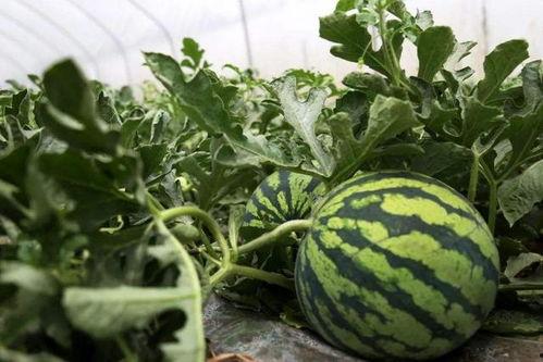 晴隆路边吃瓜,夏日休闲新风尚