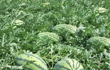 晴隆路边吃瓜,夏日休闲新风尚