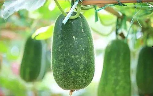 在哪里有瓜吃,揭秘“在哪里有瓜吃”的秘密乐园