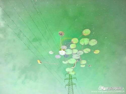 呆柒在线吃瓜,揭秘娱乐圈幕后故事