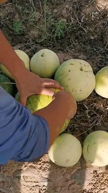 吃瓜里面的籽可以吃吗