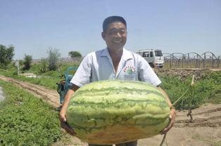 小胖吃的瓜,一场味蕾的盛宴