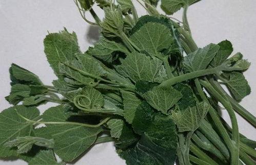 吃瓜尖中毒,警惕夏日常见食品安全隐患