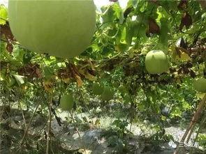 吃瓜网今日吃瓜必看大瓜